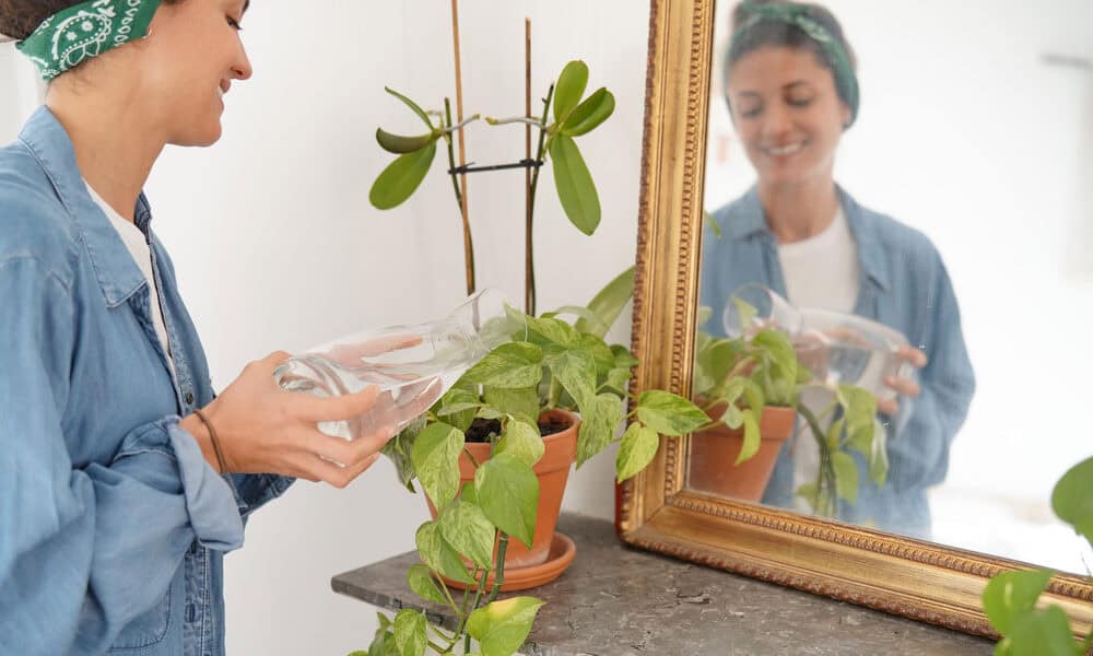 De beste inneplantene for et sunnere inneklima