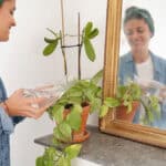 De beste inneplantene for et sunnere inneklima