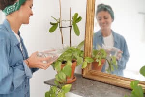 De beste inneplantene for et sunnere inneklima